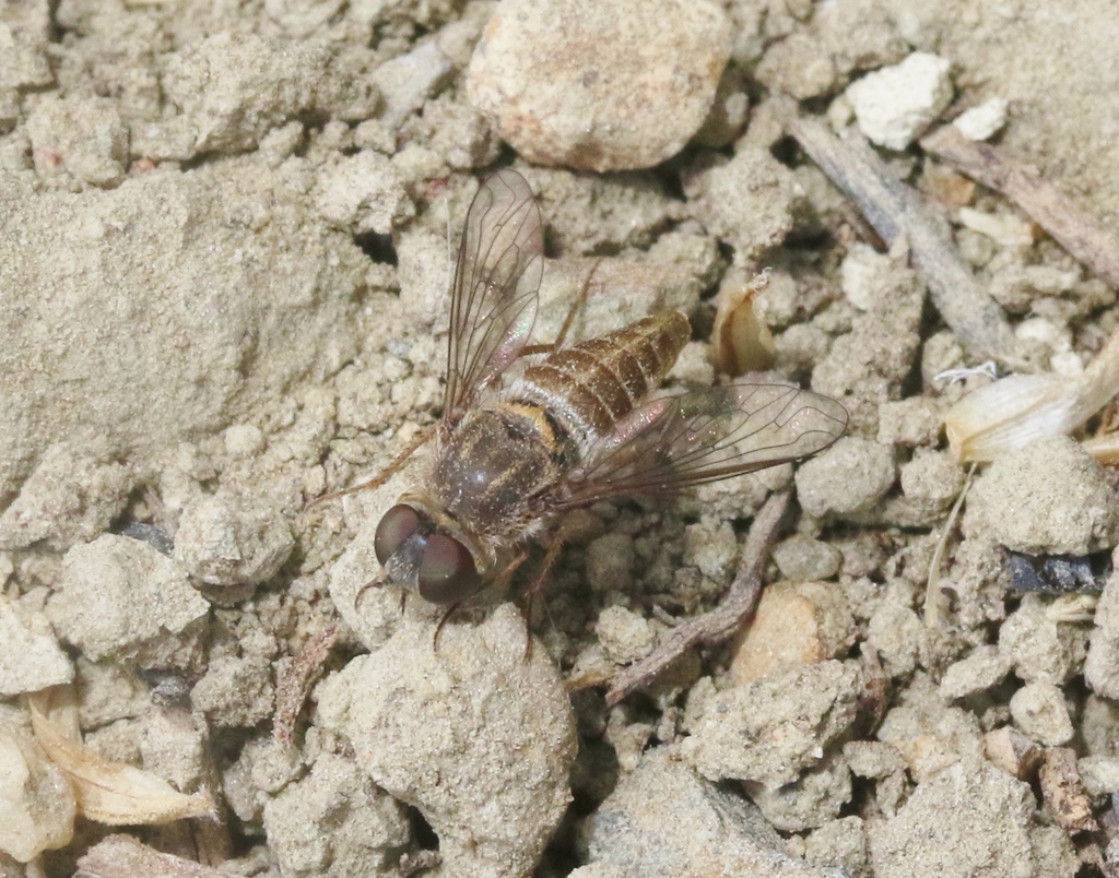 Aphoebantus borealis