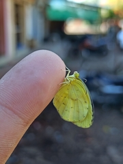 Eurema hecabe