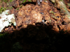 Cephalotes goniodontus