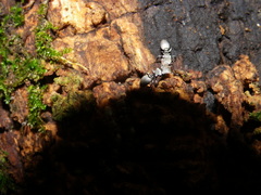 Cephalotes goniodontus