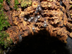 Cephalotes goniodontus