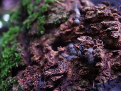 Cephalotes goniodontus