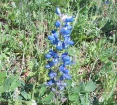 Lupinus subcarnosus