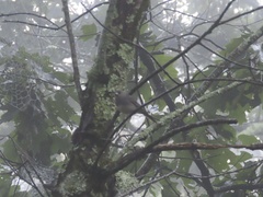 Junco hyemalis carolinensis