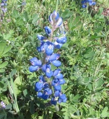 Lupinus subcarnosus