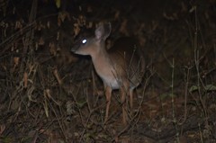 Nesotragus moschatus