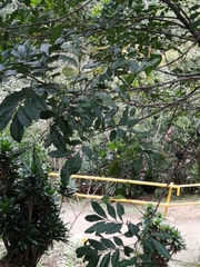 Trichilia havanensis