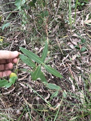 Corymbia tessellaris