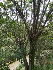 Trichilia havanensis