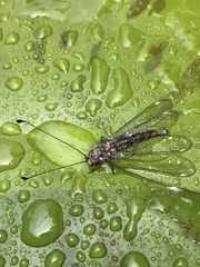 Ululodes quadripunctatus