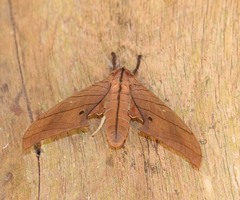 Marumba cristata