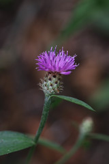 Centaurea decipiens