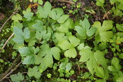 Rubus humulifolius