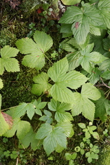 Rubus humulifolius