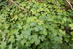 Rubus humulifolius