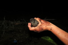 Hydrobates leucorhous