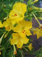 Mirabilis jalapa
