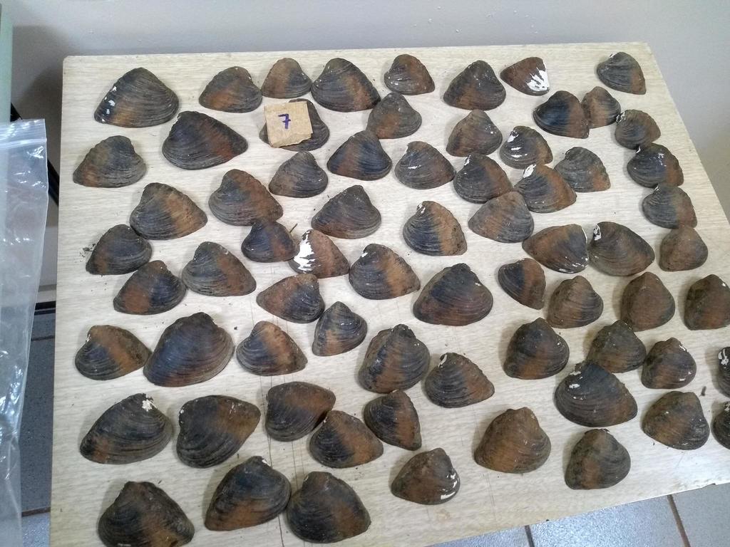 Castalia undosa