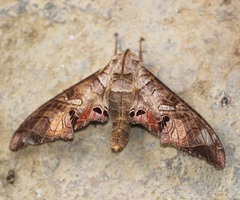 Marumba spectabilis