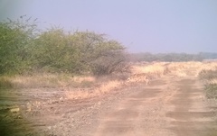 Canis lupus pallipes