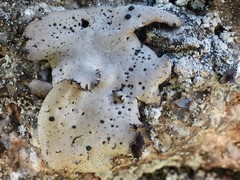 Umbilicaria hirsuta