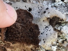 Umbilicaria hirsuta