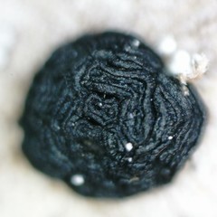 Umbilicaria hirsuta