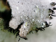 Umbilicaria hirsuta