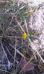 Crotalaria mollicula
