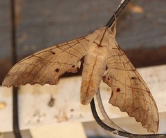 Marumba sperchius