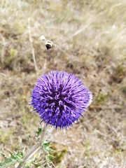 Echinops latifolius