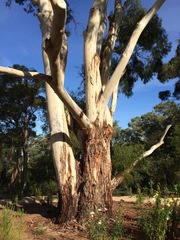 Eucalyptus scoparia