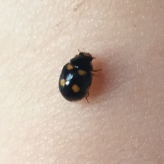 Brachiacantha ursina