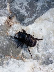 Archophileurus cribrosus