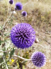 Echinops latifolius