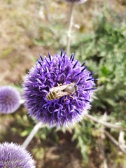Echinops latifolius