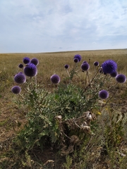 Echinops latifolius