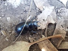 Lucanus barbarossa