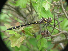 Cordulegaster maculata