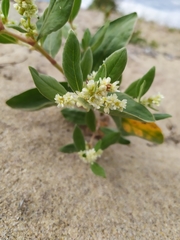 Polygonum sericeum