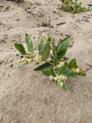 Polygonum sericeum