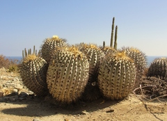 Copiapoa gigantea