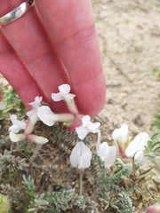 Oxytropis lanata