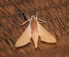 Theretra alecto