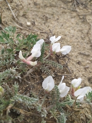 Oxytropis lanata