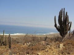 Eulychnia taltalensis