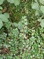 Cotoneaster hjelmqvistii