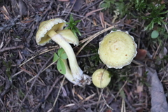 Suillus sibiricus