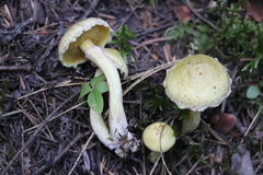 Suillus sibiricus