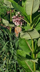 Danaus plexippus